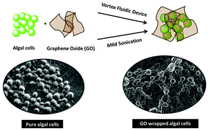 Graphical abstract: Entrapment of Chlorella vulgaris cells within graphene oxide layers