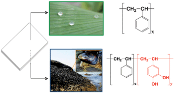 Graphical abstract: Combining biomimetic principles from the lotus leaf and mussel adhesive: polystyrene films with superhydrophobic and adhesive layers