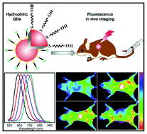 Graphical abstract: One-pot synthesis of hydrophilic ZnCuInS/ZnS quantum dots for in vivo imaging