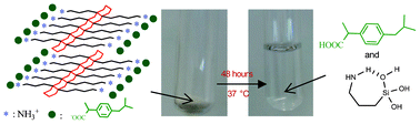 Graphical abstract: Ladder-like aminopropylsilsesquioxane. A nice alternative for controlled drug delivery