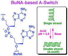 Graphical abstract: Acyclic butyl nucleic acid (BuNA): a novel scaffold for A-switch