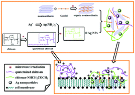 Graphical abstract: One-pot green synthesis and antimicrobial activity of exfoliated Ag NP-loaded quaternized chitosan/clay nanocomposites