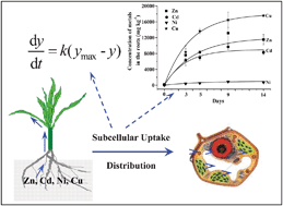 Graphical abstract: The use of experimental data and the application of a kinetic model to determine the subcellular distribution of Zn/Cd/Ni/Cu over time in Indian mustard
