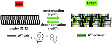Graphical abstract: Ethynylpyrene induces pH-dependent, fluorescence-detectable, reversible DNA condensation and decondensation