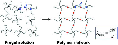 Graphical abstract: Ultimate elongation of polymer gels with controlled network structure