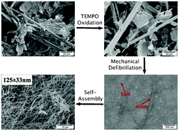 Graphical abstract: Controlled defibrillation of rice straw cellulose and self-assembly of cellulose nanofibrils into highly crystalline fibrous materials