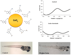 Graphical abstract: Effect of cerium oxide nanoparticles on intestinal serotonin in zebrafish