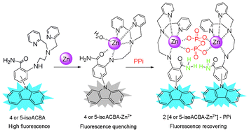 Graphical abstract: Carbazole substituted 2-aminobenzamide compounds: synthesis, fluorescence ON–OFF–ON sensing of Zn(ii) and PPi ions, assay for alkaline phosphatase, and computational study
