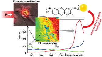 Graphical abstract: Nanoscale infrared absorption imaging permits non-destructive intracellular photosensitizer localization for subcellular uptake analysis