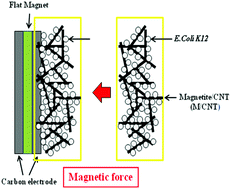 Graphical abstract: Direct electron transfer in E. coli catalyzed MFC with a magnetite/MWCNT modified anode