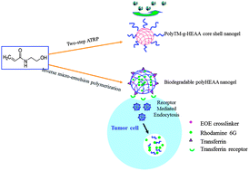 Graphical abstract: Antifouling and biodegradable poly(N-hydroxyethyl acrylamide) (polyHEAA)-based nanogels