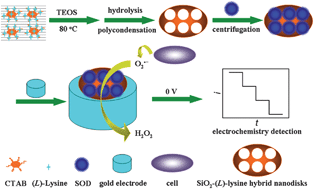 Graphical abstract: Mesoporous SiO2–(l)-lysine hybrid nanodisks: direct electron transfer of superoxide dismutase, sensitive detection of superoxide anions and its application in living cell monitoring