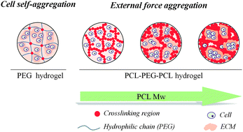 Graphical abstract: Cartilage formation through alterations of amphiphilicity of poly(ethylene glycol)–poly(caprolactone) copolymer hydrogels