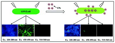 Graphical abstract: A novel one-step synthesis of PEG passivated multicolour fluorescent carbon dots for potential biolabeling application