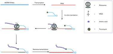 Graphical abstract: DNA display for drug discovery