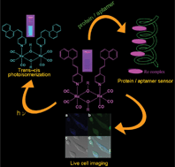 Graphical abstract: Photoswitchable alkoxy-bridged binuclear rhenium(i) complexes – a potential probe for biomolecules and optical cell imaging