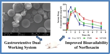 Graphical abstract: Chitosan coated hydroxypropyl methylcellulose-ethylcellulose shell based gastroretentive dual working system to improve the bioavailability of norfloxacin