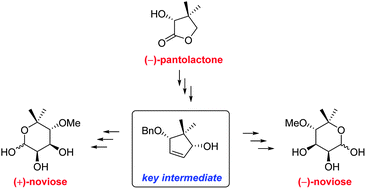 Graphical abstract: Enantiodivergent routes to (+) and (−)-novioses from (−)-pantolactone