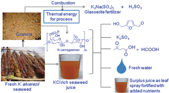 Graphical abstract: Fuel intermediates, agricultural nutrients and pure water from Kappaphycus alvarezii seaweed