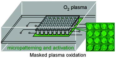 Graphical abstract: Masked plasma oxidation: simple micropatterning of extracellular matrix in a closed microchamber array
