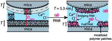 Graphical abstract: Interaction of adsorbed polymers with supported cationic bilayers