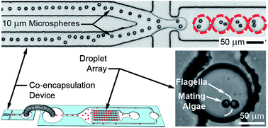 Graphical abstract: High-throughput co-encapsulation of self-ordered cell trains: cell pair interactions in microdroplets