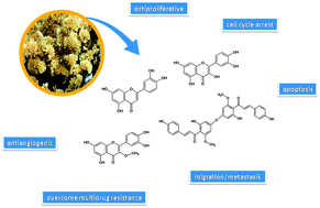 Graphical abstract: Flavonoids from Achyrocline satureioides: promising biomolecules for anticancer therapy