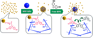Graphical abstract: Supraparticles comprised of molecularly imprinted nanoparticles and modified gold nanoparticles as a nanosensor platform