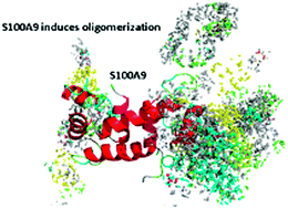 Graphical abstract: S100A9 induces aggregation-prone conformation in Abeta peptides: a combined experimental and simulation study