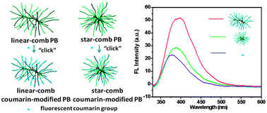 Graphical abstract: Incorporation of chromophores into dendrigraft polybutadiene: effect of dendrigraft matrix on the fluorescent properties