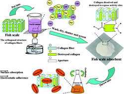 Graphical abstract: Adsorption of Ponceau 4R from aqueous solutions using alkali boiled Tilapia fish scales