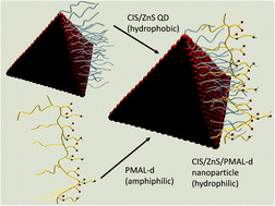 Graphical abstract: Amphipol-encapsulated CuInS2/ZnS quantum dots with excellent colloidal stability