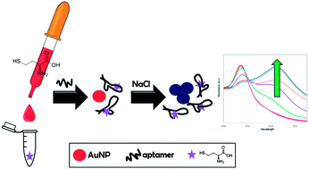 Graphical abstract: Development of a DNA aptamer for direct and selective homocysteine detection in human serum