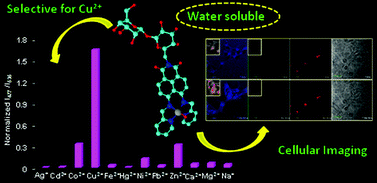 Graphical abstract: Ratiometric fluorescence sensing and cellular imaging of Cu2+ by a new water soluble trehalose-naphthalimide based chemosensor