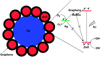 Graphical abstract: Dramatically enhanced photocatalytic properties of Ag-modified graphene–ZnO quasi-shell–core heterojunction composite material
