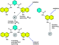 Graphical abstract: Fluorescent anion sensing by bisquinolinium pyridine-2,6-dicarboxamide receptors in water