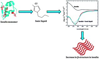 Graphical abstract: The stability of insulin in the presence of short alkyl chain imidazolium-based ionic liquids