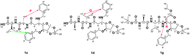 Graphical abstract: Investigation and folding pattern of l-ido and d-gluco peptides by EASY ROESY NMR and X-ray