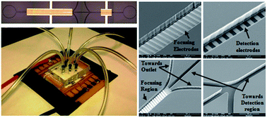 Graphical abstract: A micromachined impedance biosensor for accurate and rapid detection of E. coli O157:H7