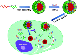 Graphical abstract: Shell-detachable nanoparticles based on a light-responsive amphiphile for enhanced siRNA delivery