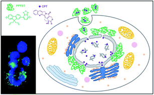 Graphical abstract: Dual functionality of conjugated polymer nanoparticles as an anticancer drug carrier and a fluorescent probe for cell imaging