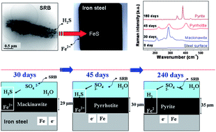 Graphical abstract: Phase transitions of iron sulphides formed by steel microbial corrosion