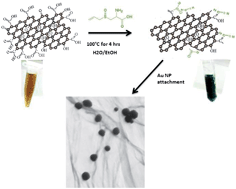 Graphical abstract: Green synthesis of thiolated graphene nanosheets by alliin (garlic) and its effect on the deposition of gold nanoparticles