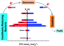 Graphical abstract: Dependence of the electron transfer capacity on the kinetics of quinone-mediated Fe(iii) reduction by two iron/humic reducing bacteria