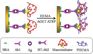 Graphical abstract: Macroinitiator triggered polymerization for versatile immunoassay