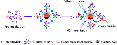 Graphical abstract: Fluorescence resonance energy transfer based aptasensor for the sensitive and selective detection of 17β-estradiol using a quantum dot-bioconjugate as a nano-bioprobe