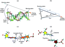 Graphical abstract: Molecular dynamics study of DNA oligomers under angled pulling