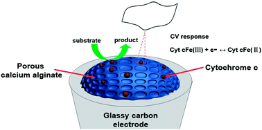 Graphical abstract: The electrochemical studies of cytochrome c incorporated in 3D porous calcium alginate films on glassy carbon electrodes