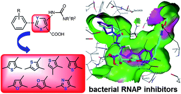Graphical abstract: Expanding the scaffold for bacterial RNA polymerase inhibitors: design, synthesis and structure–activity relationships of ureido-heterocyclic-carboxylic acids