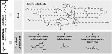 Graphical abstract: Unveiling the dual role of the cholinium hexanoate ionic liquid as solvent and catalyst in suberin depolymerisation